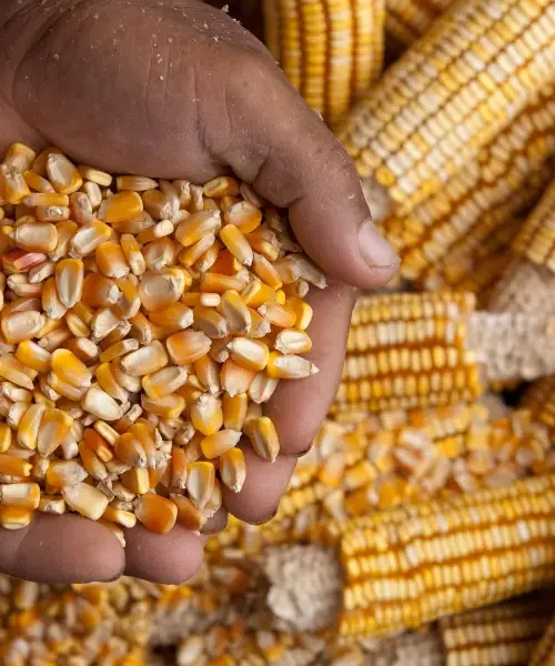Maize